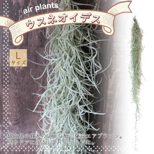 yzGA[vc `WA EXlICfX LTCY 1 T.usneoides. eBWA GAvc ϗtA lC  CeA  [