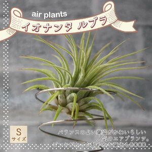 yzGA[vc `WA CIi^ u STCY 7cm×6cm STCY 1 T.ionantha 'Rubra' eBWA GAvc ϗtA lC  CeA  