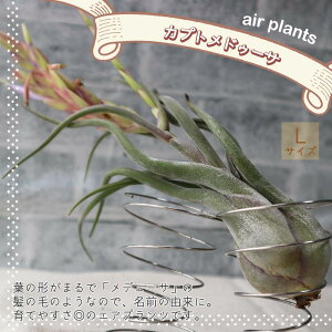 yzGA[vc `WA JvghD[T LTCY 20cm×10cm LTCY 1 T.caput-medusae eBWA GAvc ϗtA lC  CeA  [