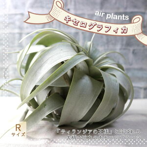 yzGA[vc `WA LZOtBJ RTCY 16cm×12cm RTCY 1 T.xerographica eBWA GAvc ϗtA lC  CeA  [