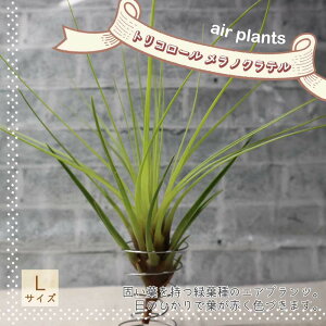 yzGA[vc `WA gR[ mNe LTCY 20cm×25cm LTCY 1 T.tricolor var.melanocrater eBWA GAvc ϗtA lC  