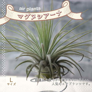 yzGA[vc `WA }OkVA[i LTCY 13cm×10cm LTCY 1 T.magnusiana eBWA GAvc ϗtA lC  CeA  [