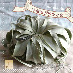 yzGA[vc `WA LZOtBJ LTCY 22cm×15cm LTCY 1 T.xerographica eBWA GAvc ϗtA lC  CeA  [