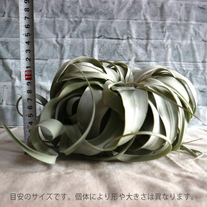 楽天市場 送料無料 エアープランツ チランジア キセログラフィカ Lサイズ 幅約22cm 高さ約15cm Lサイズ 1個 T Xerographica ティランジア エアプランツ 土がいらない 観葉植物 人気 おしゃれ インテリア 植物販売のｉｔａｎｓｅ楽天市場店
