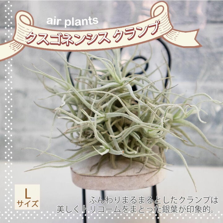 楽天市場 送料無料 エアープランツ チランジア クスゴネンシス クランプlサイズ 幅約8cm 高さ約7cm Lサイズ 1個 ティランジア エアプランツ 土がいらない 観葉植物 人気 おしゃれ インテリア 植物販売のｉｔａｎｓｅ楽天市場店