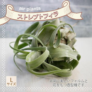 yzGA[vc `WA XgvgtBLTCY 10cm×7cm LTCY 1 eBWA GAvc ϗtA lC  CeA  [