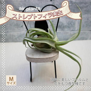 yzGA[vc `WA XgvgtBMTCY 9cm×4cm MTCY 1 eBWA GAvc ϗtA lC  CeA  [