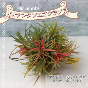 y}\N[|zzzCIi^"tGS "Nv i GAvc 10cm×8cm 1 GA[vc GAvc eBWA ϗtA  ݂艺 Ce