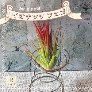 yzCIi^ tGS GAvc RTCY GA[vc GAvc ϗtA  ݂艺 CeA Ǌ| ^  [