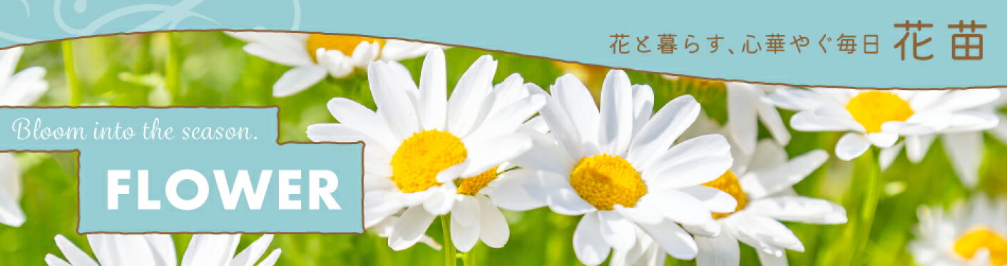 花苗特集