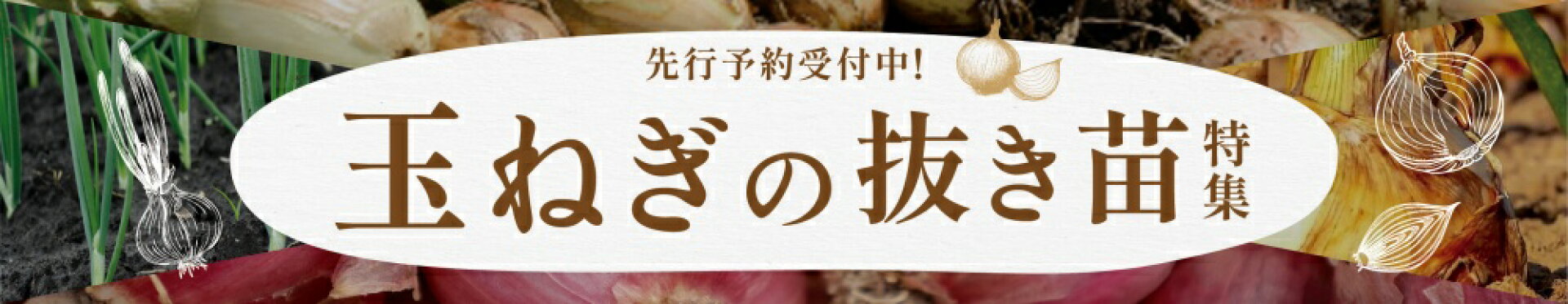 玉ねぎ抜き苗特集