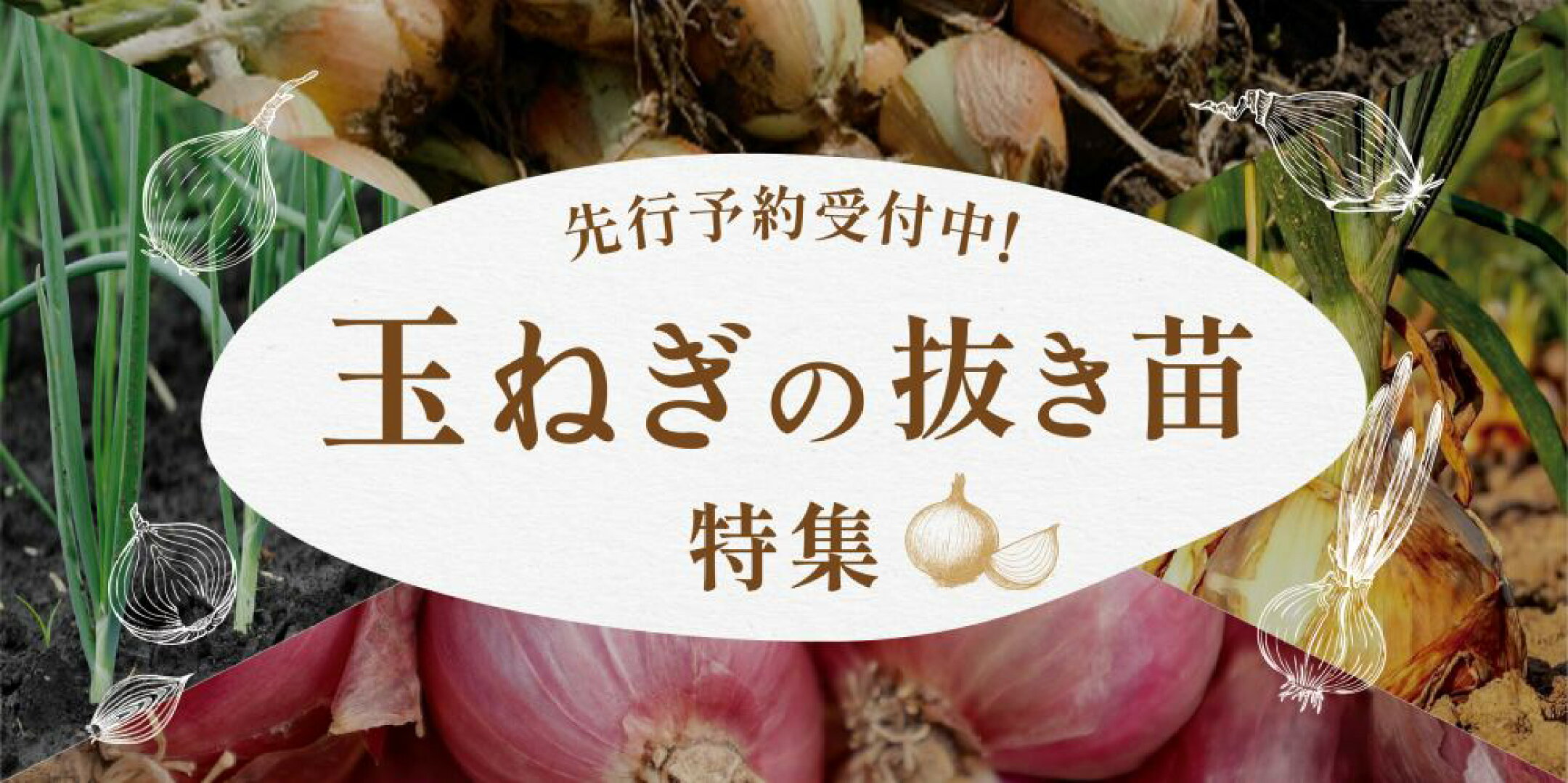 先行予約開始！玉ねぎ抜き苗特集