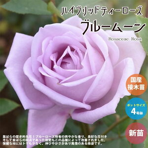 y}\N[|zzzKN̕c u[[ ( ֎lG炫nCubheB[[Y ) ԕc Yڂؕc Vc4|bg 1 oc o̕c KNc KN̕c ԕc Ԃ̕c 