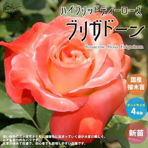 yzKN̕c uKh[ ( lG炫nCubheB[[Y ) ԕc Yڂؕc Vc4|bg 1 oc o̕c KNc KN̕c ԕc Ԃ̕c [YK[f CO