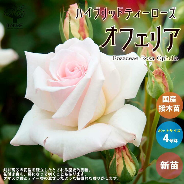 楽天市場 送料無料 薔薇の苗 オフェリア 四季咲きハイブリッドティーローズ 花苗 国産接ぎ木苗 新苗4号ポット 1個売り バラ苗 バラの苗 薔薇苗 薔薇の苗 花苗 花の苗 ローズガーデン イングリッシュガーデン Rose バラ園 フラワーガーデン 植物販売の