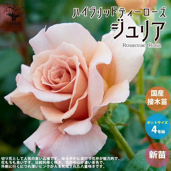 楽天市場】ITANSE 薔薇の苗 ジュリア ( 四季咲きハイブリッドティー 