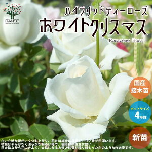 �y���������z�K�N�̕c �z���C�g�N���X�}�X ( �l�G�炫�n�C�u���b�h�e�B�[���[�Y ) �ԕc ���Y�ڂ��ؕc �V�c4���|�b�g 1���� �o���c �o���̕c �K�N�c �K�N�̕c �ԕc �Ԃ̕c ���[�Y�K�[�f�� 