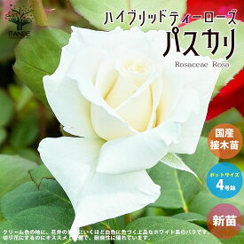 【マラソン中★ポイントUP】薔薇の苗 パスカリ (四季咲きハイブリッドティーローズ)【花苗 国産接ぎ木苗 新苗4号ポット／1個売り】バラ苗 バラの苗 薔薇苗 薔薇の苗 花苗 花の苗 ローズガーデン イングリッシュガーデン rose バラ園 フラワーガーデン