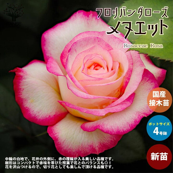 楽天市場】ITANSE 薔薇の苗 メヌエット ( 四季咲きフロリバンダローズ 