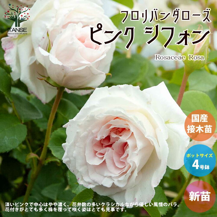 楽天市場 送料無料 薔薇の苗 ピンク シフォン 四季咲きフロリバンダローズ 花苗 国産接ぎ木苗 新苗4号ポット 1個売り バラ苗 バラの苗 薔薇苗 薔薇の苗 花苗 花の苗 ローズガーデン イングリッシュガーデン Rose バラ園 フラワーガーデン 植物販売の