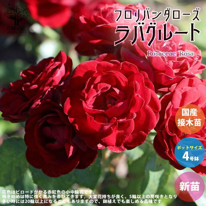 楽天市場 送料無料 薔薇の苗 ラバグルート 四季咲きフロリバンダローズ 花苗 国産接ぎ木苗 新苗4号ポット 1個売り バラ苗 バラの苗 薔薇苗 薔薇の苗 花苗 花の苗 ローズガーデン イングリッシュガーデン Rose バラ園 フラワーガーデン 植物販売のｉｔａｎｓｅ