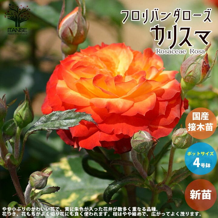 楽天市場 送料無料 薔薇の苗 カリスマ 四季咲きフロリバンダローズ 花苗 国産接ぎ木苗 新苗4号ポット 1個売り バラ苗 バラの苗 薔薇苗 薔薇の苗 花苗 花の苗 ローズガーデン イングリッシュガーデン Rose バラ園 フラワーガーデン 植物販売のｉｔａｎｓｅ楽天