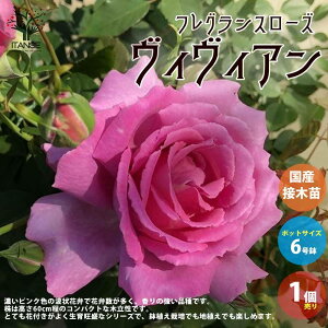 y}\N[|zzztOX[Y BBA ԕc 2NYڂؕc 6 1 oc KNc lG炫  ӂ悤ɍ炭 F Ԏ悢 R