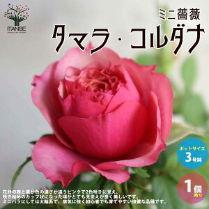 薔薇 鉢植え プレゼントの人気商品 通販 価格比較 価格 Com