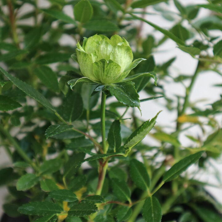 楽天市場 マラソン期間中 P5倍 薔薇 オリエンタルエクレール 花苗 6号ポット 1個売り バラ苗 バラの苗 薔薇苗 薔薇の苗 花苗 花の苗 ばら ローズ Rosa ベランダ栽培 Rosegarden 植物販売のｉｔａｎｓｅ楽天市場店