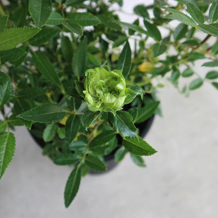 楽天市場 マラソン期間中 P5倍 薔薇 オリエンタルエクレール 花苗 6号ポット 1個売り バラ苗 バラの苗 薔薇苗 薔薇の苗 花苗 花の苗 ばら ローズ Rosa ベランダ栽培 Rosegarden 植物販売のｉｔａｎｓｅ楽天市場店