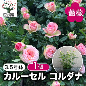 【送料無料】カルーセル コルダナ 3.5号鉢 バラ苗 薔薇 バラ 苗 ミニバラ 初心者向け 大輪 薔薇苗 鉢植え 小輪 強香 イングリッシュローズ 四季咲き 人気 送料無料 即納 翌日