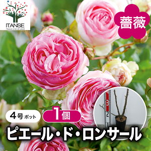 yzsG[hDT[ 4|bg 1 oc o KN c lG炫  aCɋ KNc SҌ   [ z