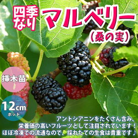 楽天市場 桑の木 苗の通販