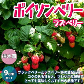 楽天市場 ボイソンベリー 苗の通販
