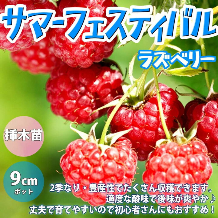 楽天市場 送料無料 ラズベリーの苗木 サマーフェスティバル 果樹苗 1年生 挿木苗9cmポット 1個 ラズベリー苗 ベリー苗 ラズベリーの苗 ラズベリーの苗木 キイチゴの苗 木いちご 木苺 農園 庭植え 趣味 園芸 収穫 花木 植木 庭木 鉢植え香酸柑橘 植物販売の