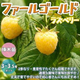 楽天市場 ラズベリー 苗の通販