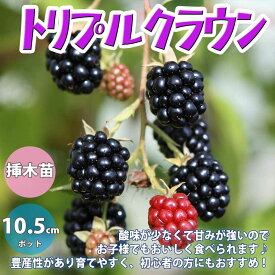 楽天市場 ブラックベリー 苗の通販