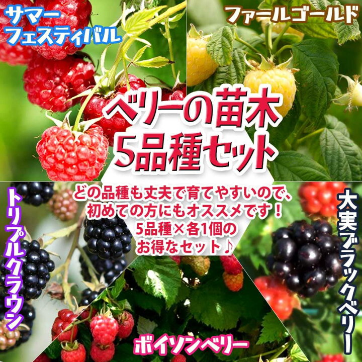楽天市場 送料無料 人気のベリー5品種9cmポット各1個セット 品種 サマーフェスティバル ボイソンベリー 大実ブラックベリー ファールゴールド トリプルクラウン ラズベリー苗 ベリー苗 ラズベリーの苗 ラズベリーの苗木 キイチゴの苗 木いちご 木苺 植物
