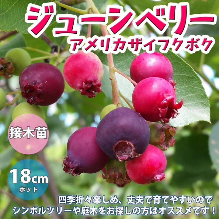 楽天市場 送料無料 ジューンベリーの苗木 アメリカザイフクボク 果樹苗 3年生 挿木苗18cmポット 1個 ジューンベリー苗 西洋ザイクフボク苗木 農園 庭植え 趣味 園芸 収穫 花木 植木 庭木 鉢植え シンボルツリー記念樹 路地植え 収穫 植育 販売店 通販 植物販売の