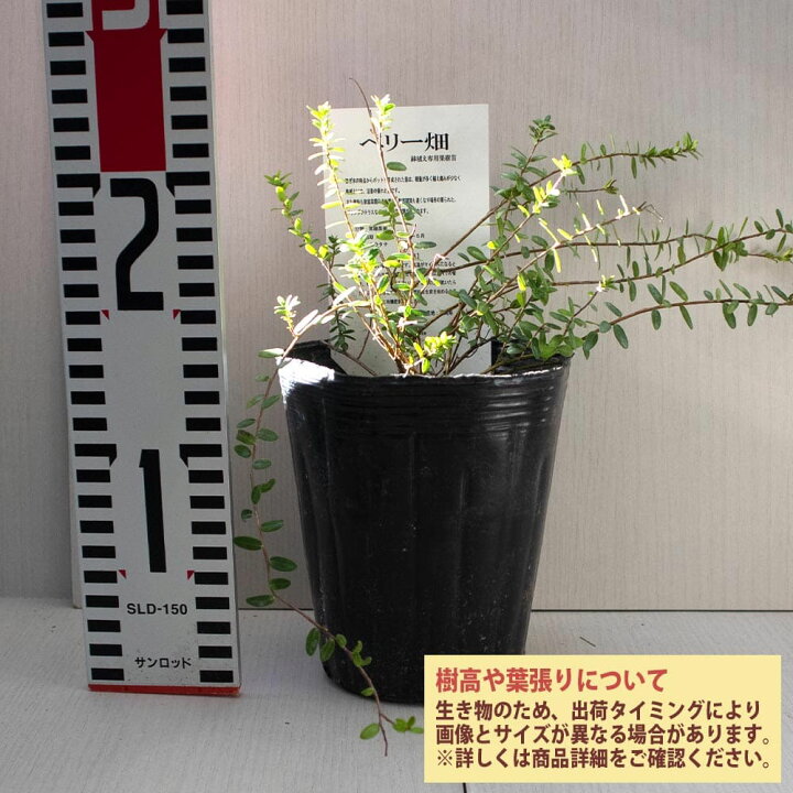 楽天市場 送料無料 クランベリーの苗木 果樹苗 2年生 挿木苗12cmポット 1個 植物販売のｉｔａｎｓｅ楽天市場店