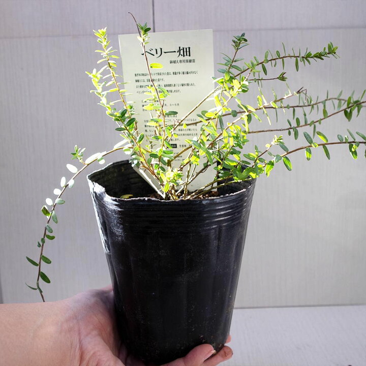 楽天市場 送料無料 クランベリーの苗木 果樹苗 2年生 挿木苗12cmポット 1個 植物販売のｉｔａｎｓｅ楽天市場店