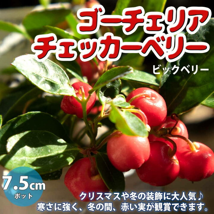楽天市場 送料無料 ゴーチェリア チェッカーベリー ビックベリー の苗 花木苗7 5cmロングポット 1個 花苗 栽培 ギフト プレゼント 贈り物 趣味 園芸 花木 植木 姫柑子 ヒメコウジ オオミコウジ ゴールテリア 植物販売のｉｔａｎｓｅ楽天市場店