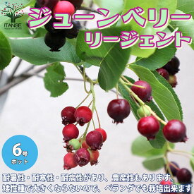 楽天市場 ジューンベリー 品種 味の通販