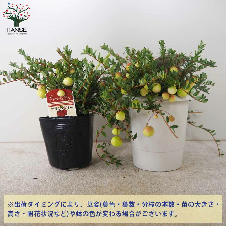 楽天市場 送料無料 クランベリーの苗 果樹の苗木 4 5号鉢 1個売り クランベリー苗 ベリー苗 クランベリーの苗 ツルコケモモ ベリーの苗 Berry 果樹苗 果樹の苗木 簡単栽培 ガーデニング 植物販売のｉｔａｎｓｅ楽天市場店