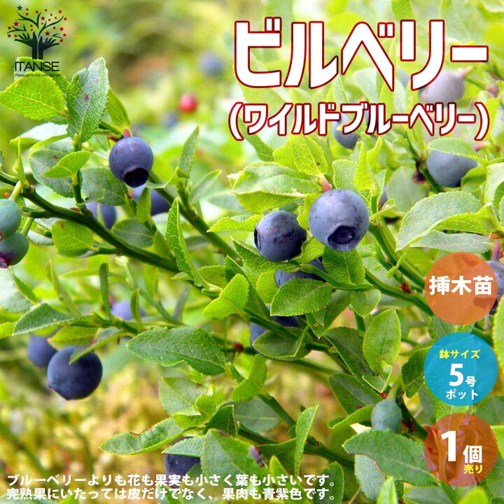 楽天市場 送料無料 ビルベリー ワイルドブルーベリー 果樹の苗木 2年生挿し木苗5号鉢 1個売り ビルベリー ワイルドブルーベリー 果樹苗 簡単栽培 ガーデニング 家庭菜園 庭植え フルーツ 植物販売のitanse楽天市場店 楽天市場 送料無料 ビルベリー ワイルドブルーベリー 果樹の苗木 2年生挿し木苗5号鉢 1個売り ビルベリー ワイルドブルーベリー 果樹苗 簡単栽培 ガーデニング 家庭菜園 庭植え フルーツ 植物販売のitanse楽天市場店