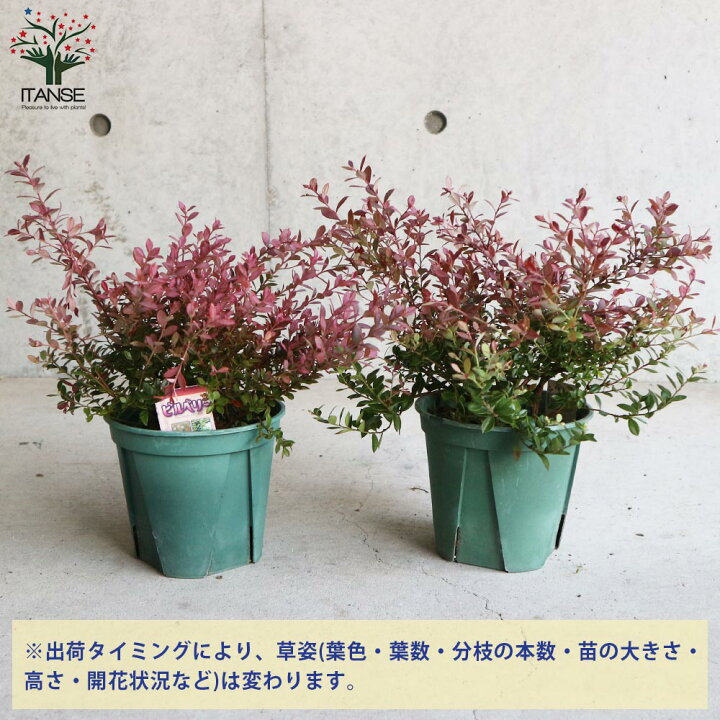 楽天市場 送料無料 ビルベリー ワイルドブルーベリー 果樹の苗木 2年生挿し木苗5号鉢 お買い得4個セット ビルベリー ワイルドブルーベリー 果樹 苗 簡単栽培 ガーデニング 家庭菜園 庭植え フルーツ 植物販売のｉｔａｎｓｅ楽天市場店