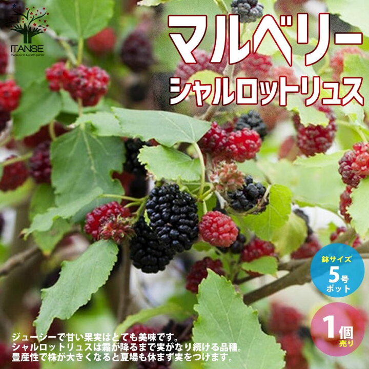 楽天市場】【P2倍☆マラソン期間】四季成り豊産種マルベリー 