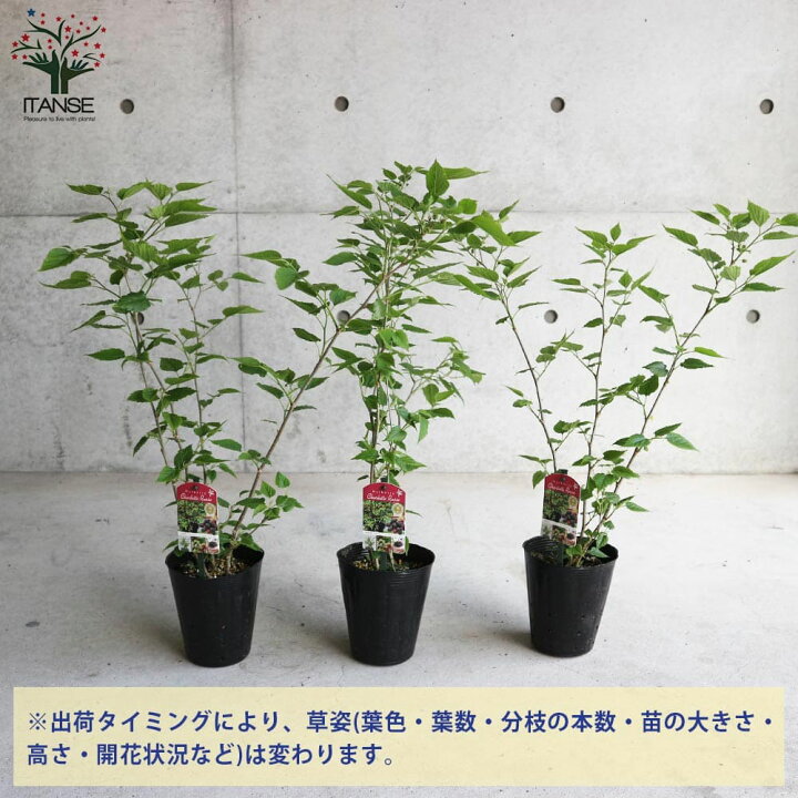 楽天市場】【P2倍☆マラソン期間】四季成り豊産種マルベリー 