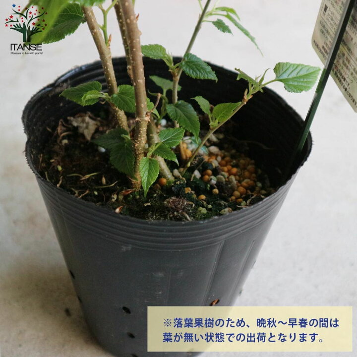 楽天市場】【P2倍☆マラソン期間】四季成り豊産種マルベリー 