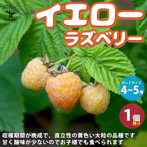 ySSԑSi10OFFzYx[̕c CG[Yx[ ʎ̕c 4`5 1 Yx[c Yx[̕c  ؂ ؃C`S LC`S raspberry rubus Yx[[teB[